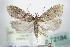  ( - BC ZSM Lep 72184)  @14 [ ] Unspecified (default): All Rights Reserved  Unspecified Unspecified