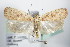  ( - BC ZSM Lep 72186)  @11 [ ] Unspecified (default): All Rights Reserved  Unspecified Unspecified