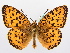  ( - BC ZSM Lep 72257)  @13 [ ] Unspecified (default): All Rights Reserved  Unspecified Unspecified