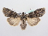  ( - BC ZSM Lep 72287)  @11 [ ] CreativeCommons - Attribution Non-Commercial Share-Alike (2015) Unspecified SNSB, Zoologische Staatssammlung Muenchen