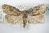  ( - BC ZSM Lep 72374)  @11 [ ] Unspecified (default): All Rights Reserved  Unspecified Unspecified