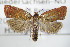  ( - BC ZSM Lep 72401)  @11 [ ] Unspecified (default): All Rights Reserved  Unspecified Unspecified