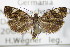  ( - BC ZSM Lep 72402)  @11 [ ] Unspecified (default): All Rights Reserved  Unspecified Unspecified