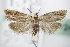 ( - BC ZSM Lep 72447)  @13 [ ] Unspecified (default): All Rights Reserved  Unspecified Unspecified