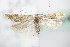  ( - BC ZSM Lep 72473)  @11 [ ] Unspecified (default): All Rights Reserved  Unspecified Unspecified