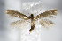  ( - BC ZSM Lep 64196)  @11 [ ] Unspecified (default): All Rights Reserved  Unspecified Unspecified