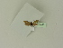  ( - BC ZSM Lep 76246)  @12 [ ] Unspecified (default): All Rights Reserved  Unspecified Unspecified