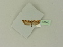  ( - BC ZSM Lep 76260)  @11 [ ] Unspecified (default): All Rights Reserved  Unspecified Unspecified