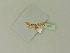  ( - BC ZSM Lep 76267)  @11 [ ] Unspecified (default): All Rights Reserved  Unspecified Unspecified