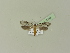  ( - BC ZSM Lep 76293)  @11 [ ] Unspecified (default): All Rights Reserved  Unspecified Unspecified