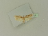  ( - BC ZSM Lep 76318)  @13 [ ] Unspecified (default): All Rights Reserved  Unspecified Unspecified