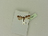  ( - BC ZSM Lep 76331)  @12 [ ] Unspecified (default): All Rights Reserved  Unspecified Unspecified