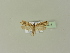  ( - BC ZSM Lep 76338)  @12 [ ] Unspecified (default): All Rights Reserved  Unspecified Unspecified