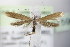  ( - BC ZSM Lep 75965)  @12 [ ] Unspecified (default): All Rights Reserved  Unspecified Unspecified