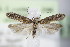  ( - BC ZSM Lep 75981)  @14 [ ] Unspecified (default): All Rights Reserved  Unspecified Unspecified