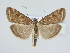  ( - BC ZSM Lep 78892)  @14 [ ] CreativeCommons - Attribution Non-Commercial Share-Alike (2015) Unspecified SNSB, Zoologische Staatssammlung Muenchen