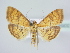  (Anania verbascalis - BC ZSM Lep 78900)  @15 [ ] CreativeCommons - Attribution Non-Commercial Share-Alike (2015) Unspecified SNSB, Zoologische Staatssammlung Muenchen