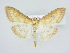  (Paratalanta pandalis - BC ZSM Lep 78902)  @14 [ ] CreativeCommons - Attribution Non-Commercial Share-Alike (2015) Unspecified SNSB, Zoologische Staatssammlung Muenchen
