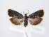  ( - BC ZSM Lep 78944)  @12 [ ] Unspecified (default): All Rights Reserved  Unspecified Unspecified