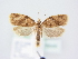 ( - BC ZSM Lep 78949)  @13 [ ] Unspecified (default): All Rights Reserved  Unspecified Unspecified