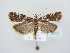  ( - BC ZSM Lep 78972)  @14 [ ] Unspecified (default): All Rights Reserved  Unspecified Unspecified