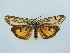  ( - BC ZSM Lep 78997)  @11 [ ] CreativeCommons - Attribution Non-Commercial Share-Alike (2015) Unspecified SNSB, Zoologische Staatssammlung Muenchen