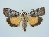  ( - BC ZSM Lep 79001)  @15 [ ] CreativeCommons - Attribution Non-Commercial Share-Alike (2015) Unspecified SNSB, Zoologische Staatssammlung Muenchen