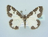  ( - BC ZSM Lep 79006)  @13 [ ] CreativeCommons - Attribution Non-Commercial Share-Alike (2015) Unspecified SNSB, Zoologische Staatssammlung Muenchen