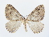  (Triphosa dubitata - BC ZSM Lep 79014)  @15 [ ] CreativeCommons - Attribution Non-Commercial Share-Alike (2015) Unspecified SNSB, Zoologische Staatssammlung Muenchen