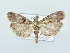  ( - BC ZSM Lep 79020)  @11 [ ] Unspecified (default): All Rights Reserved  Unspecified Unspecified