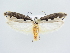  ( - BC ZSM Lep 79154)  @13 [ ] CreativeCommons - Attribution Non-Commercial Share-Alike (2015) Unspecified SNSB, Zoologische Staatssammlung Muenchen