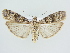  ( - BC ZSM Lep 79216)  @14 [ ] CreativeCommons - Attribution Non-Commercial Share-Alike (2015) Unspecified SNSB, Zoologische Staatssammlung Muenchen