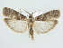  ( - BC ZSM Lep 79218)  @14 [ ] CreativeCommons - Attribution Non-Commercial Share-Alike (2015) Unspecified SNSB, Zoologische Staatssammlung Muenchen
