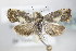  (Pammene herrichiana - BC ZSM Lep 79330)  @14 [ ] Unspecified (default): All Rights Reserved  Unspecified Unspecified