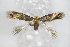  ( - BC ZSM Lep 79389)  @13 [ ] Unspecified (default): All Rights Reserved  Unspecified Unspecified