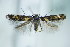  ( - BC ZSM Lep 79519)  @11 [ ] Unspecified (default): All Rights Reserved  Unspecified Unspecified