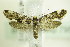  ( - BC ZSM Lep 79539)  @13 [ ] CreativeCommons - Attribution Non-Commercial Share-Alike (2015) Unspecified SNSB, Zoologische Staatssammlung Muenchen
