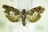  ( - BC ZSM Lep 79615)  @13 [ ] CreativeCommons - Attribution Non-Commercial Share-Alike (2015) Unspecified SNSB, Zoologische Staatssammlung Muenchen