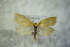  ( - BC ZSM Lep 77153)  @12 [ ] Unspecified (default): All Rights Reserved  Unspecified Unspecified