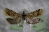  ( - BC ZSM Lep 77312)  @13 [ ] Unspecified (default): All Rights Reserved  Unspecified Unspecified