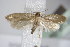  ( - BC ZSM Lep 85398)  @12 [ ] Unspecified (default): All Rights Reserved  Unspecified Unspecified