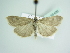  (Udea murinalis - BC ZSM Lep 85406)  @14 [ ] Unspecified (default): All Rights Reserved  Unspecified Unspecified
