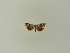  ( - BC ZSM Lep 85549)  @12 [ ] Unspecified (default): All Rights Reserved  Unspecified Unspecified