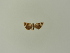  ( - BC ZSM Lep 85550)  @11 [ ] Unspecified (default): All Rights Reserved  Unspecified Unspecified