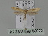  ( - BC ZSM Lep 85602)  @12 [ ] CreativeCommons - Attribution Non-Commercial Share-Alike (2015) Unspecified SNSB, Zoologische Staatssammlung Muenchen