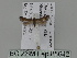 ( - BC ZSM Lep 85642)  @12 [ ] CreativeCommons - Attribution Non-Commercial Share-Alike (2015) Unspecified SNSB, Zoologische Staatssammlung Muenchen