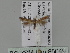  ( - BC ZSM Lep 85649)  @13 [ ] CreativeCommons - Attribution Non-Commercial Share-Alike (2015) Unspecified SNSB, Zoologische Staatssammlung Muenchen