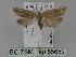  ( - BC ZSM Lep 85652)  @13 [ ] CreativeCommons - Attribution Non-Commercial Share-Alike (2015) Unspecified SNSB, Zoologische Staatssammlung Muenchen