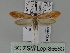  ( - BC ZSM Lep 85683)  @11 [ ] CreativeCommons - Attribution Non-Commercial Share-Alike (2015) Unspecified SNSB, Zoologische Staatssammlung Muenchen