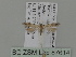  ( - BC ZSM Lep 87614)  @12 [ ] CreativeCommons - Attribution Non-Commercial Share-Alike (2015) Unspecified SNSB, Zoologische Staatssammlung Muenchen